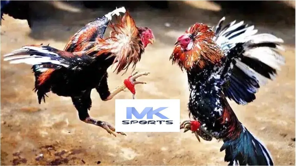 Chia sẻ bí quyết chơi đá gà dễ thắng thắng MKsport